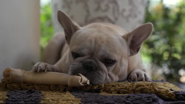 French bulldog enjoy eating rawhide bone indoor.