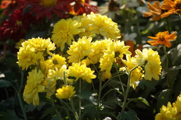 yellow flowers