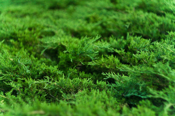 juniper in the garden 