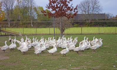 Gänsefarm mit weißen Gänsen