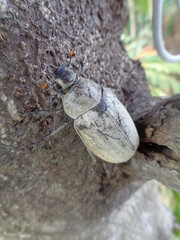 Lepidiota stigma (ampal) the exotic animal from asia (indonesia)