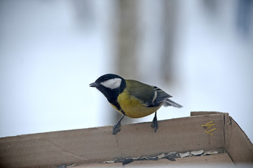 Parus major in natural habitat. Birds in the forest