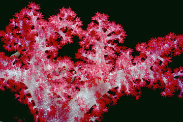 Red Soft Coral Macro