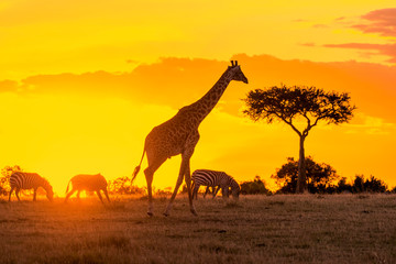 Fototapeta na wymiar Giraffe walking alone at sunset in Maasai Mara national reserve, Kenya 