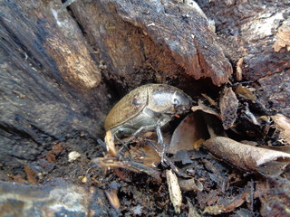 Lepidiota stigma (ampal) the exotic animal from asia (indonesia)