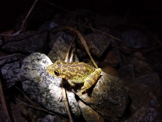 frog on leaf