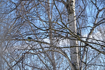 Parus major in natural habitat. Birds in the forest