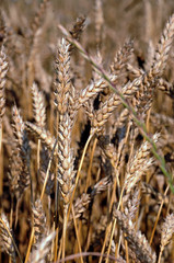 A beautiful field of ripe wheat before harvest.