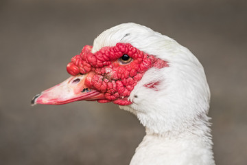 Naklejka premium The Muscovy Duck or Cairina moschata portrait 