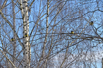 Parus major in natural habitat. Birds in the forest