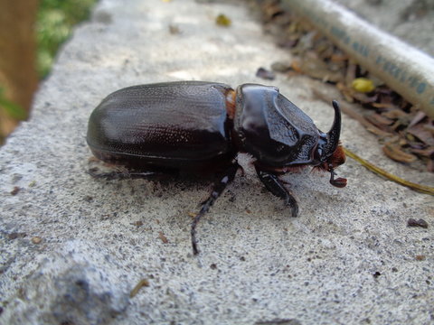 Asiatic rhinoceros beetle close up