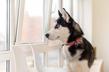 Husky dog waiting owner and watching to the window