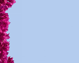 Summer pink bougainvillea flowers border on sky background
