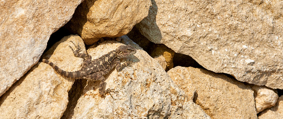 Here in the photo we see a very beautiful lizard on the stones
