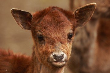 Fototapeta premium The red deer (Cervus elaphus) babyies walking in the forest. Portrait.