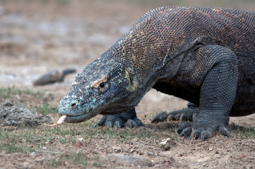 Komodo Dragon portrait. Komodo island. Indonesia