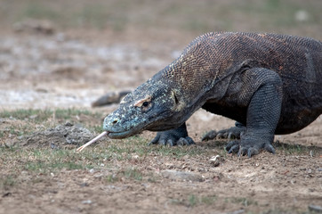 Obraz premium Komodo Dragon portrait. Komodo island. Indonesia