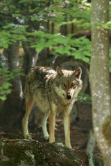 Naklejka na ściany i meble The Eurasian grey wolf (Canis lupus) calmly staying in the dark forest.