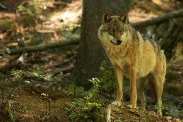 Naklejka na ściany i meble The Eurasian grey wolf (Canis lupus) calmly staying in the dark forest.