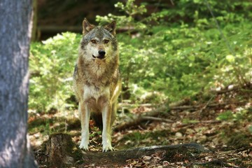The Eurasian grey wolf (Canis lupus) calmly staying in the dark forest.
