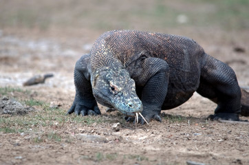 Komodo Dragon portrait. Komodo island. Indonesia