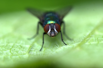 fly on a leaf