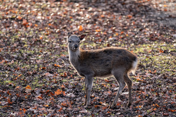baby sika deer on leaves
