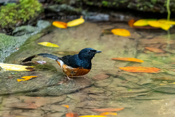 A White-rumped Shama bathing in a natural small pond