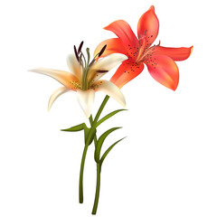 Floral background. Lilies. Bouquet. Orange. White. Green leaves. Flowers.