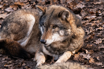 wolf relaxed in forest