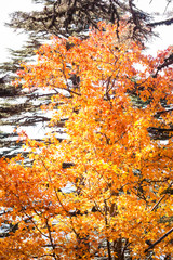 Tall oak with yellow leaves in the autumn forest