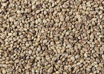 Hemp seeds background and texture