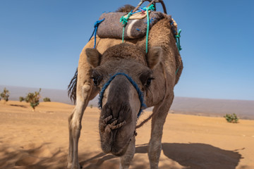 Camel in Sahara, Morocco