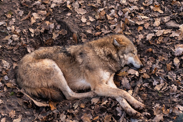 Obraz premium Wolf sleeping