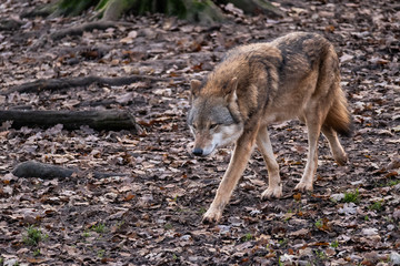 wolf walking