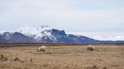 Sheep ram got fur shaved grazing in Iceland livestock farm landscape