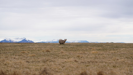 Sheep ram got fur shaved grazing in Iceland livestock farm landscape