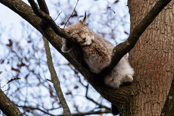 Fotobehang Lynx lynx on tree sleeping  © AyKayORG