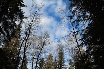Clouds Above Us, Whitemud Park, Edmonton, Alberta