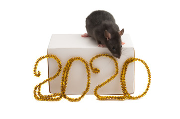 rat with the symbol of 2020 isolated