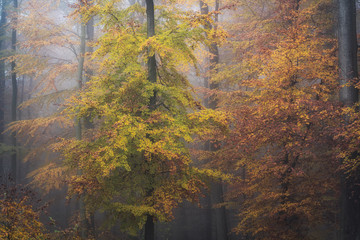 Herbstfarben im Wald 