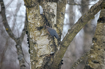 Sitta europaea in natural habitat. Birds in the forest