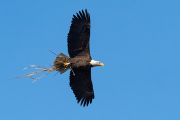 An American Bald Eagle in flight with nesting material.