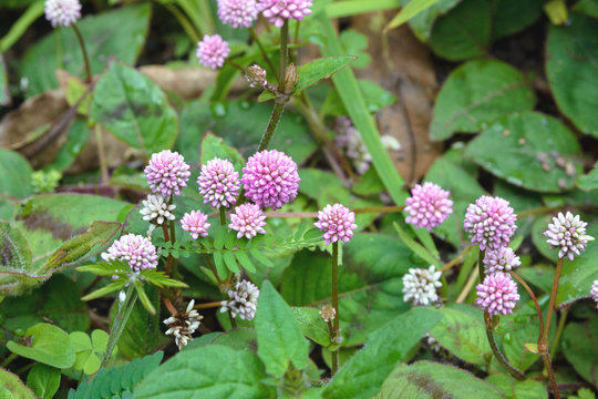 Tender pink flowers of wild Persicaria capitata. Forest after rain on the island of San Miguel, Portugal, Azores.