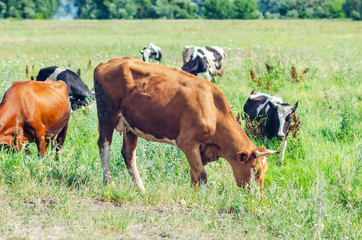 Cows graze in a field on green grass