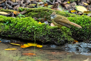 Ochraceous Bulbul  perching near a small pond looking into a distance