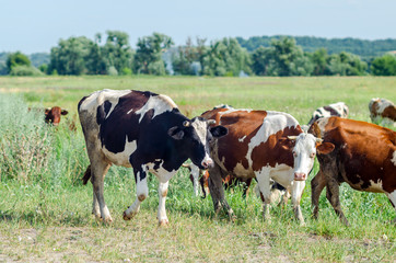Naklejka na ściany i meble Cows graze in a field on green grass