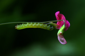 Fototapeta premium caterpillar is walking