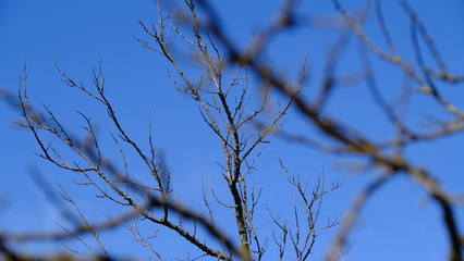  Tree branches without leaves in the fall. City Park