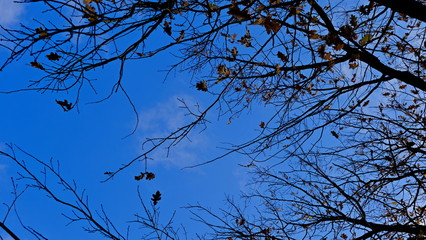 Tree branches without leaves in the fall. City Park